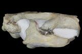 Fossil Squirrel-Like Mammal (Ischyromys) Skull - Nebraska #176357-2